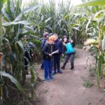 grupka dzieci w labiryncie na polu kukurydzy