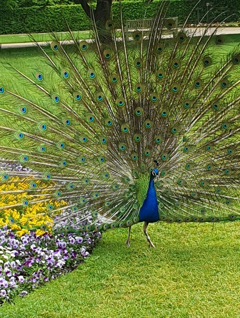 Na zielonym trawniku, centralnie stoi piękny, granaty ptak - paw z wielokolorowym, rozłożonym ogonem. Po jego lewej stronie klomb z fioletowymi i żółtymi kwiatkami