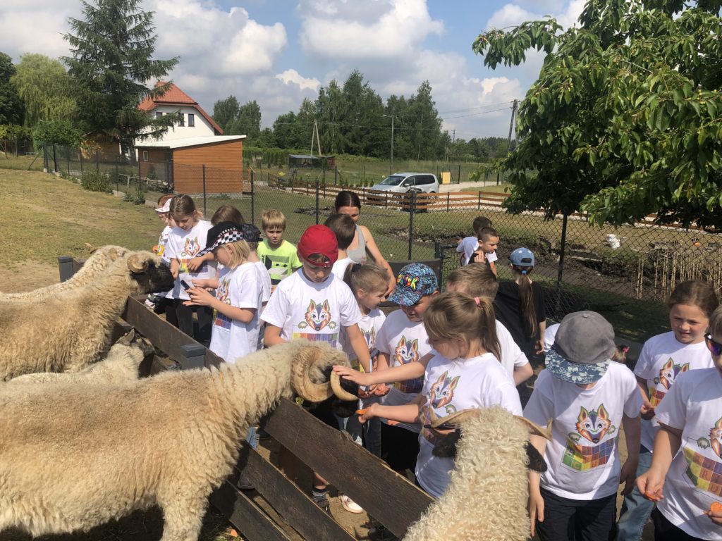 Grupa dzieci stoi przy zagrodzie z owcami. Większość dzieci trzyma w dłoni kawałki marchewki. Niektóre dzieci karmią owcę, jedno dziecko głaszcze owcę po rogu.