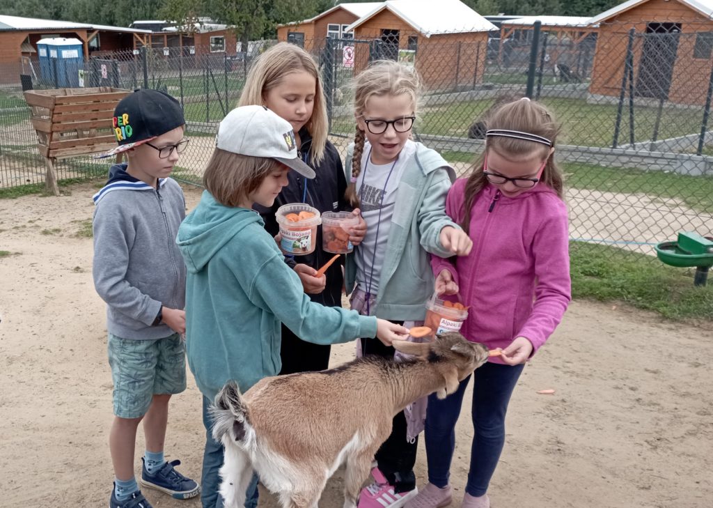 Pięciu uczniów klas 2 stoi przy kozie, czworo z nich karmi zwierzę marchewką. W tle paśnik i zabudowania.