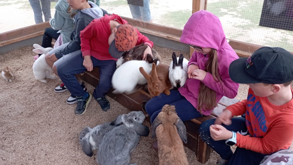 Pięciu uczniów bawi się z króliczkami w zagrodzie. Zwierzątka wspinają się dziewczynce na kolana.