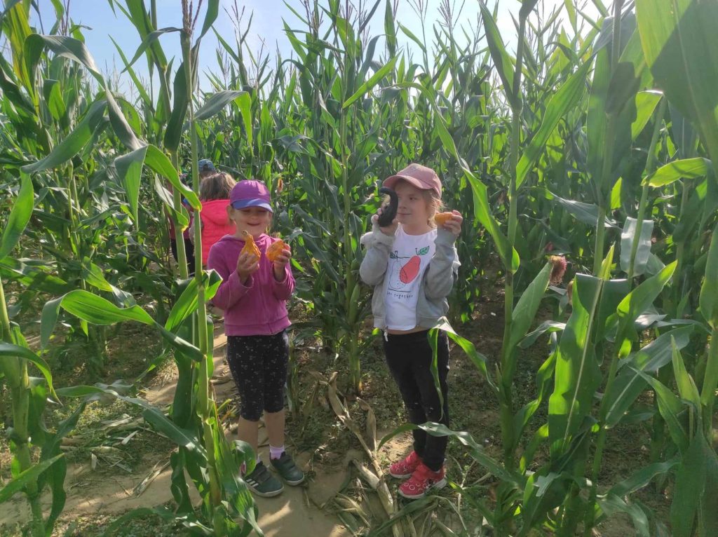 2 dziewczynki znajdują się w labiryncie kukurydzy. W rękach trzymają dynie.