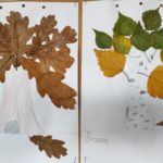 Dwie prace plastyczne. Z lewej strony dąb, z prawej brzoza. Pień drzewa narysowany, korona wyklejona suchymi liśćmi dębu i brzozy.