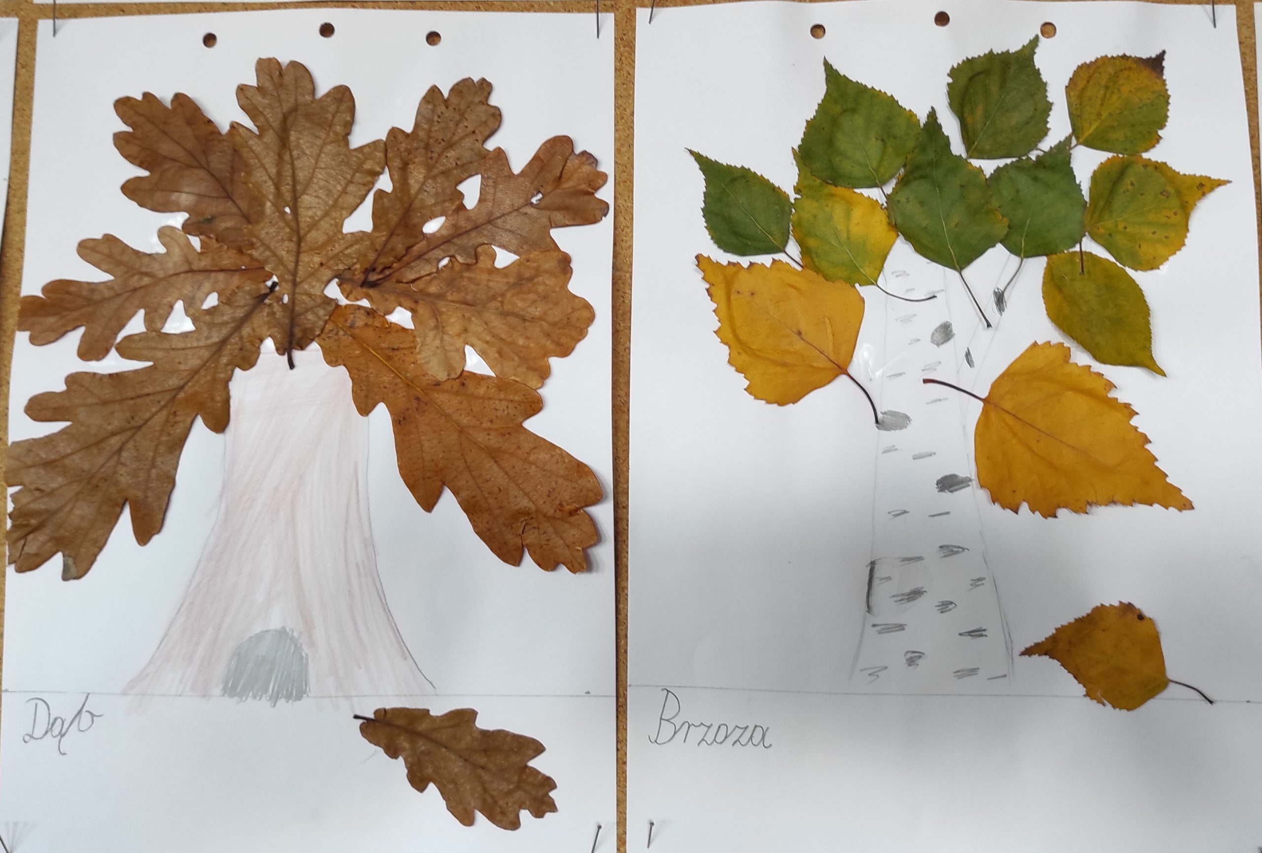  Dwie prace plastyczne. Z lewej strony dąb, z prawej brzoza. Pień drzewa narysowany, korona wyklejona suchymi liśćmi dębu i brzozy.