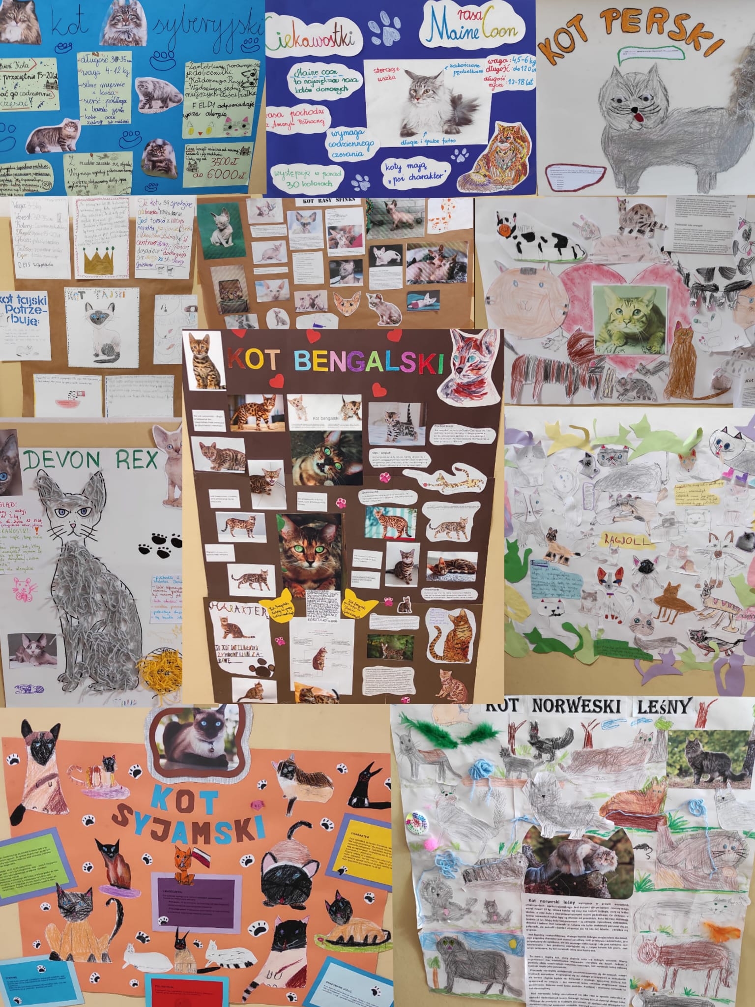  Na zdjęciu zestawienie jedenastu plakatów na temat jedenastu ras kotów. Na kolorowych plakatach: zdjęcia kotów, rysunki kotów, wydruki informacji o kotach, ślady kocich łapek, serduszka. 