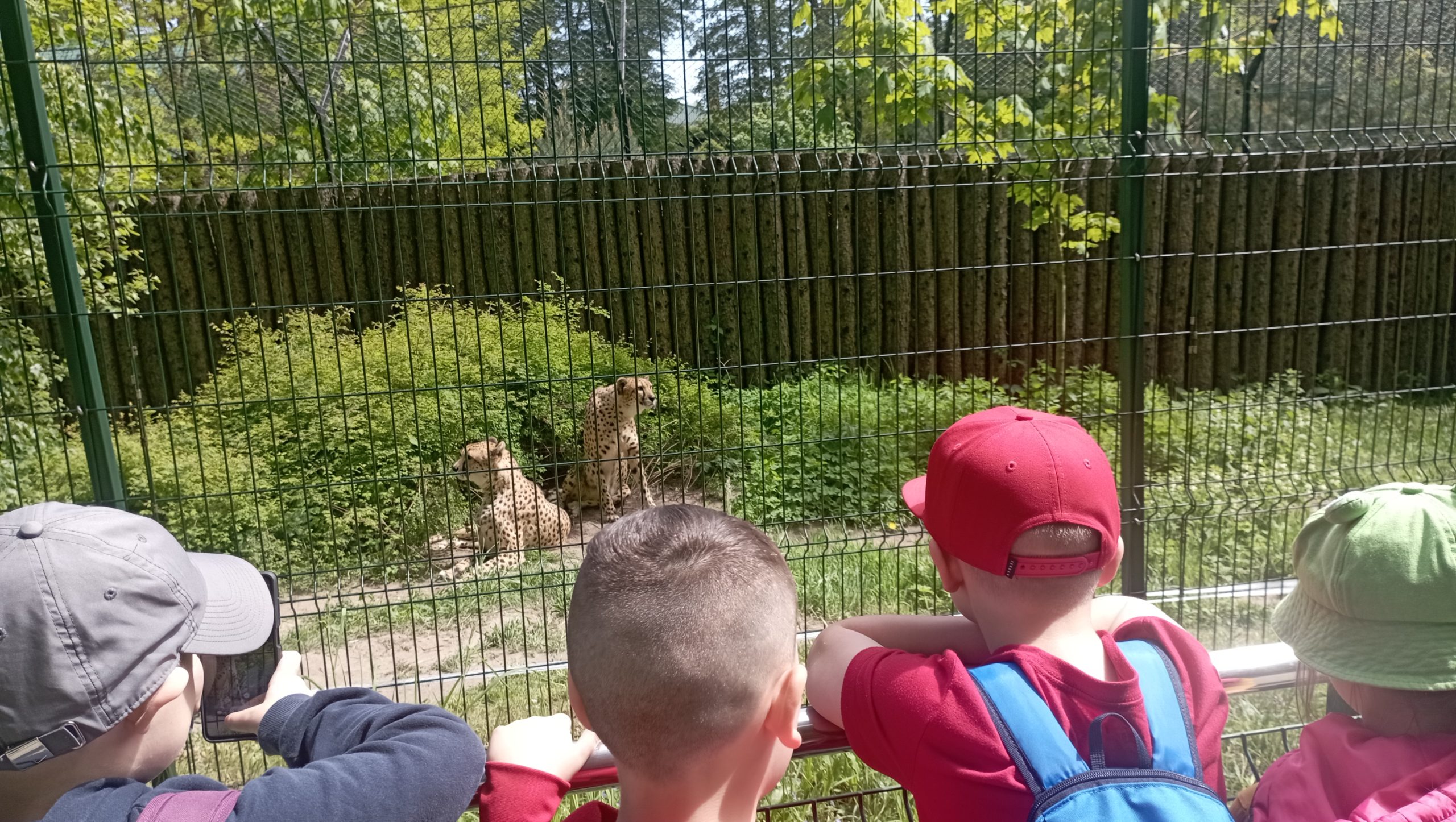 Na pierwszym planie czworo uczniów stojących tyłem przed ogrodzeniem. Za ogrodzeniem dwa siedzące gepardy na tle zieleni.