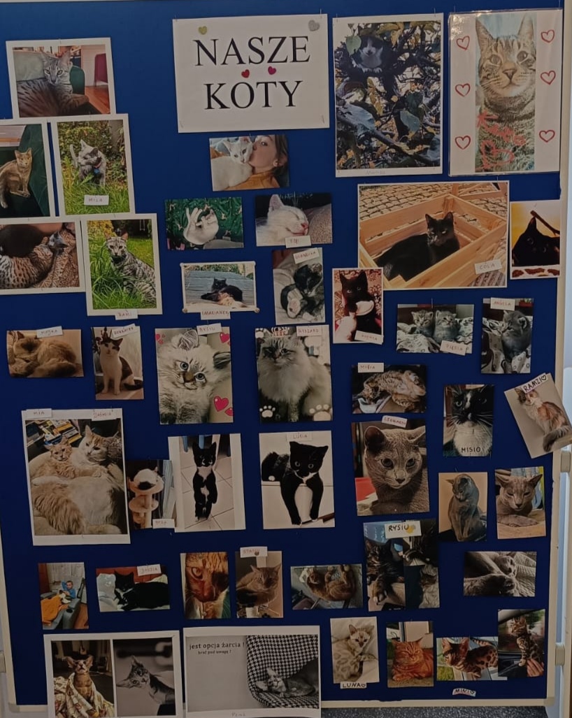 Tablica z napisem: NASZE KOTY oraz wieloma zdjęciami kotów.
