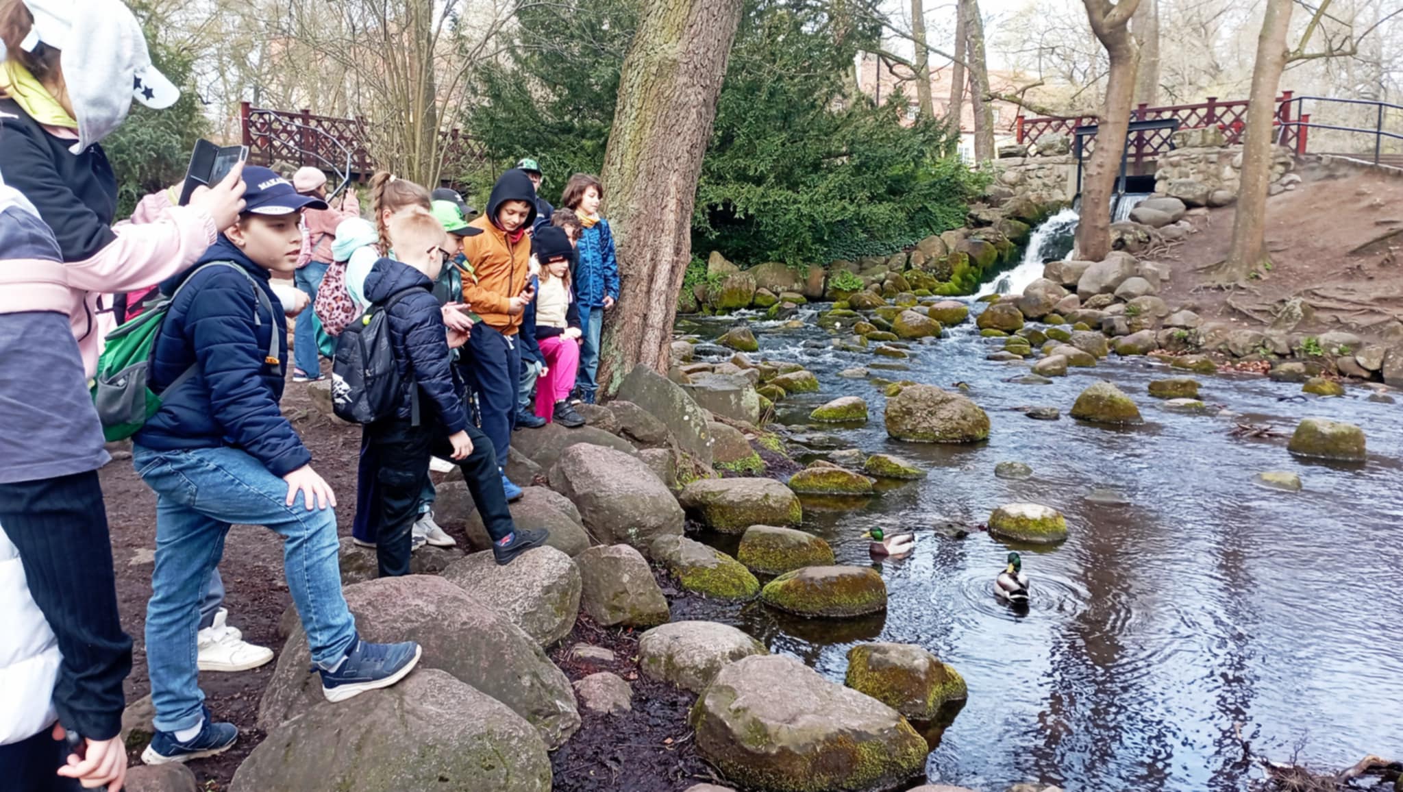 W Parku Oliwskim a tle uskoku wodnego, rzeki z pływającymi kaczkami i głazów, stoją przyglądający się uczniowie klasy 3c.