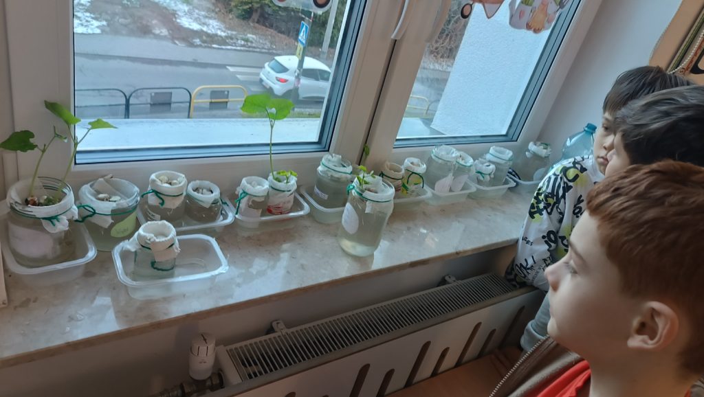  Kilka dzieci z zainteresowaniem obserwuje kiełkujące fasolki w słoikach z wodą ustawionych na parapecie.  W tle widać okno z widokiem na ulicę. 