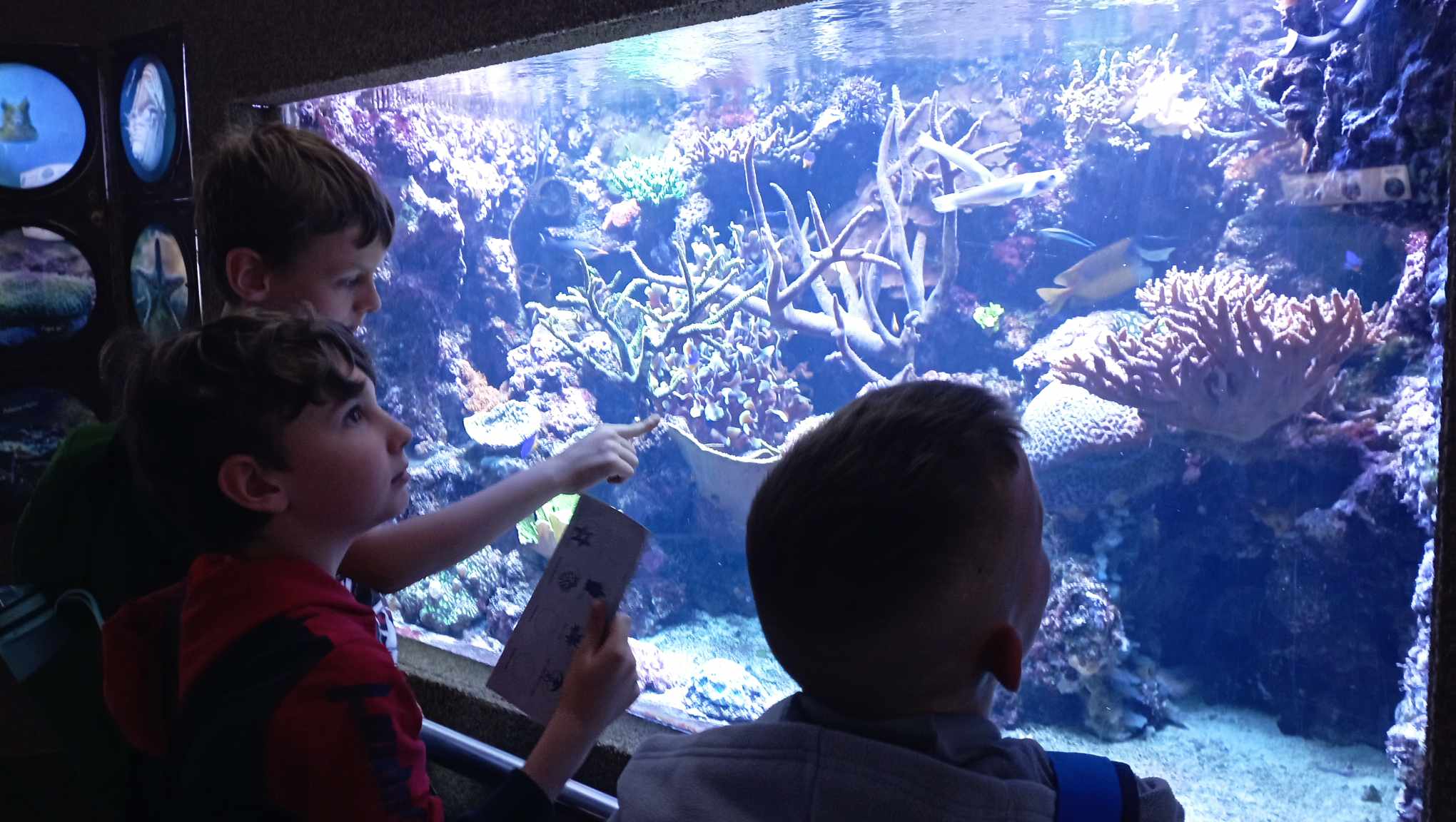 Na tle akwarium z rafą koralową trzech zaciekawionych uczniów klasy 3c.