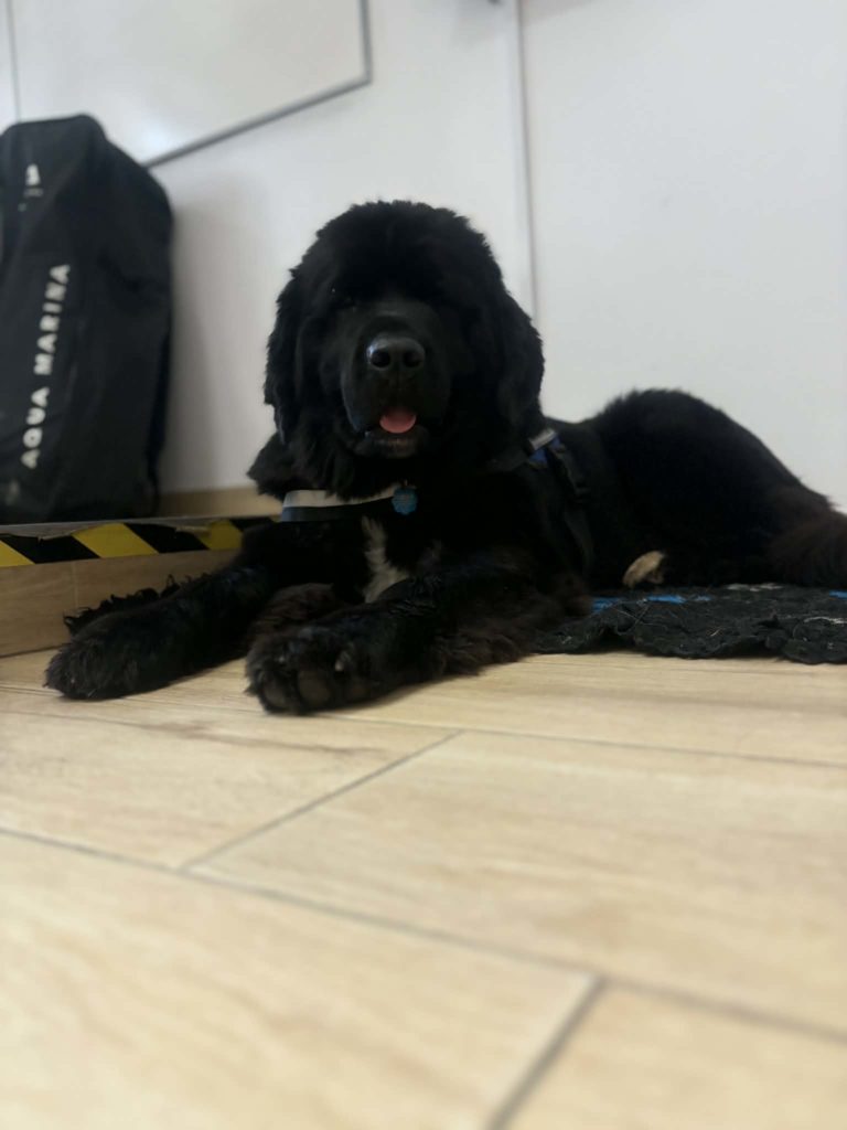 Czarny pies Rafa leży w sali dydaktycznej