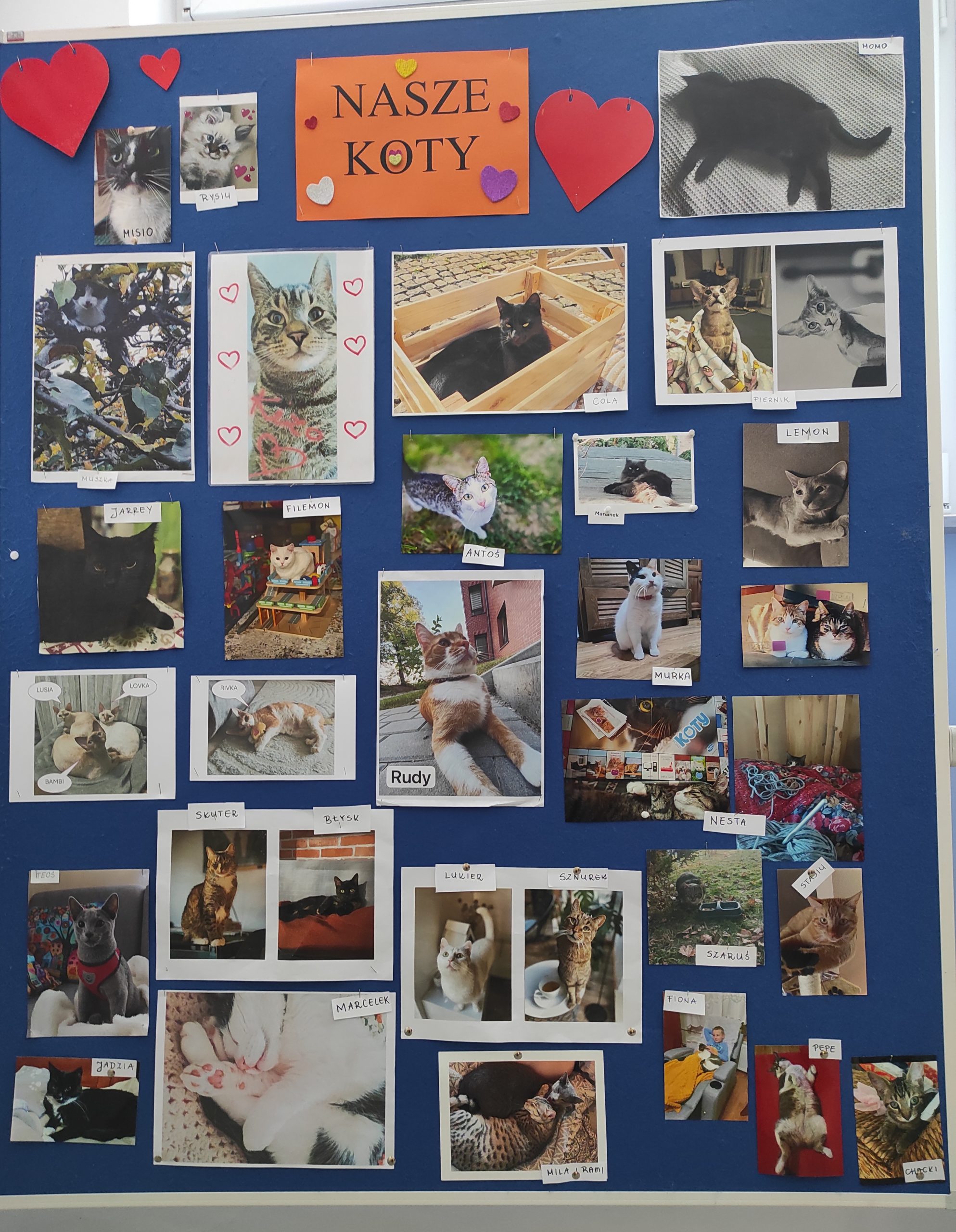Tablica z napisem: NASZE KOTY oraz wieloma zdjęciami kotów.