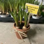 mała, gliniana doniczka z cebulkami szafirków na surowym, betonowym podłożu. Doniczka jest owinięta sznurkiem jutowym zawiązanym w kokardkę. W ziemię wetknięta jest żółta, drewniana tabliczka z odręcznym, czarnym napisem: „Dobry sąsiad to skarb! Tydzień Relacji w SP47.” W tle widać rzędy innych doniczek z młodymi, zielonymi pędami roślin w plastikowych paletach.